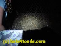 /home//u458753944/public_html/sourcegallery///////Roxborough Toad Detour/2013-2019/2017/P4110717.JPG